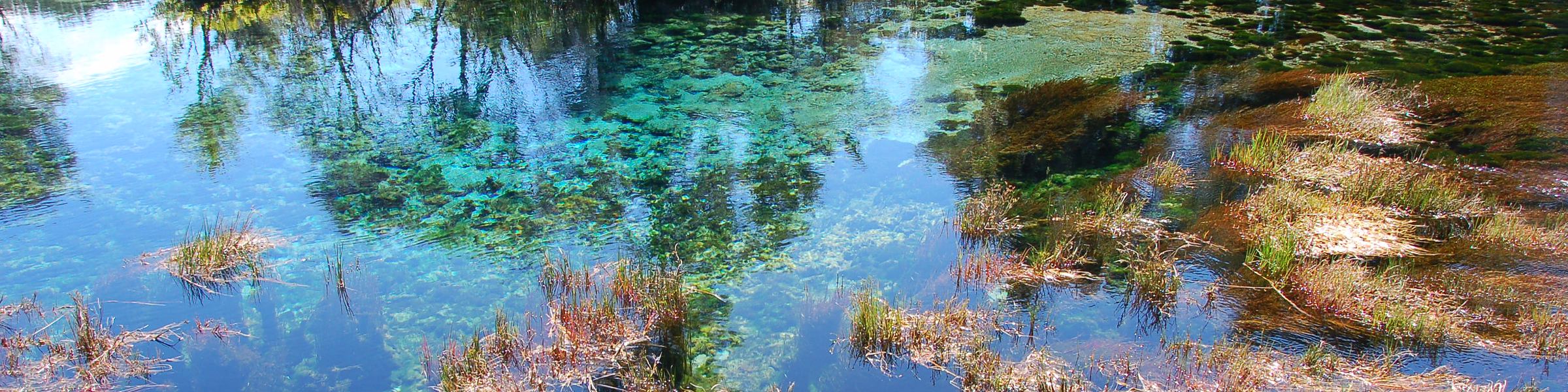 The clear spring water and waving weed of Te Waikoropupū