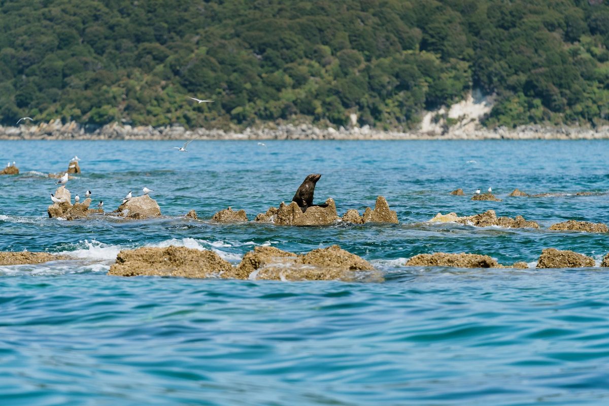 Abel Tasman Eco Tours photo 3