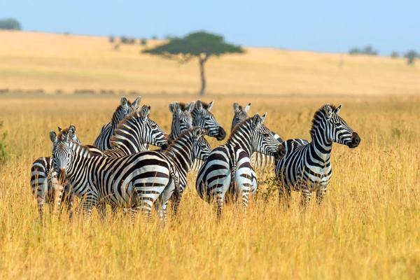African Safaris Ltd (New Zealand)