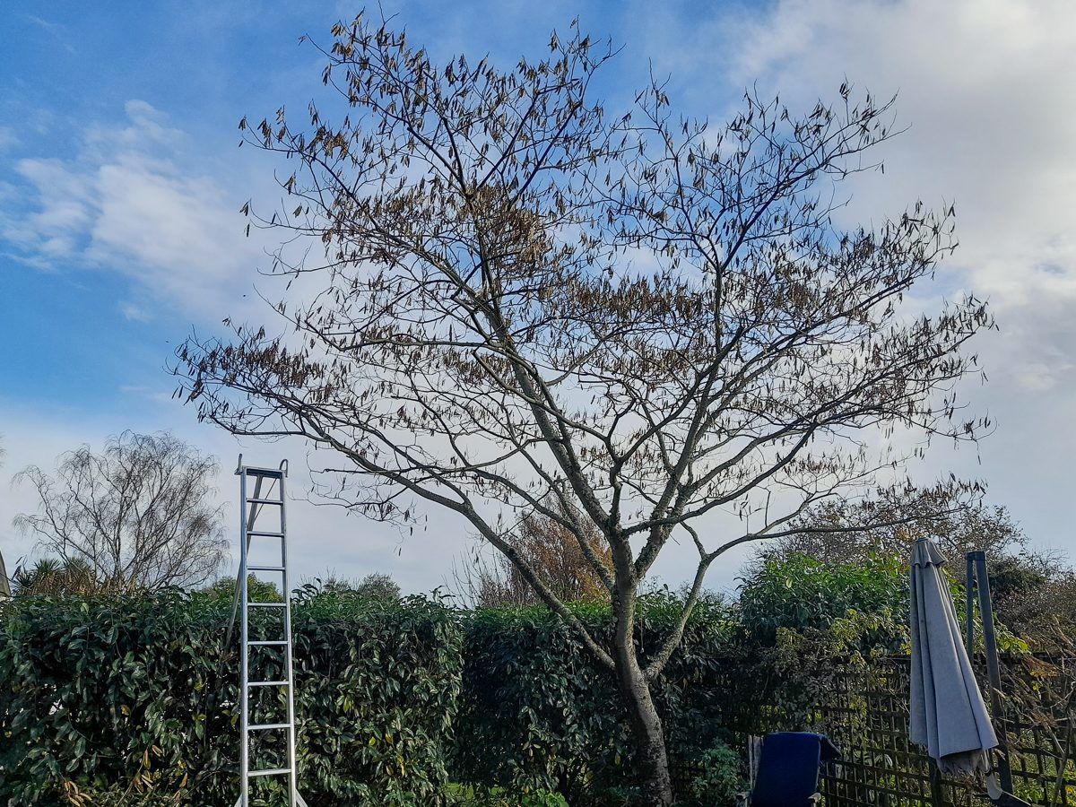 Bodhi Tree Care photo 3