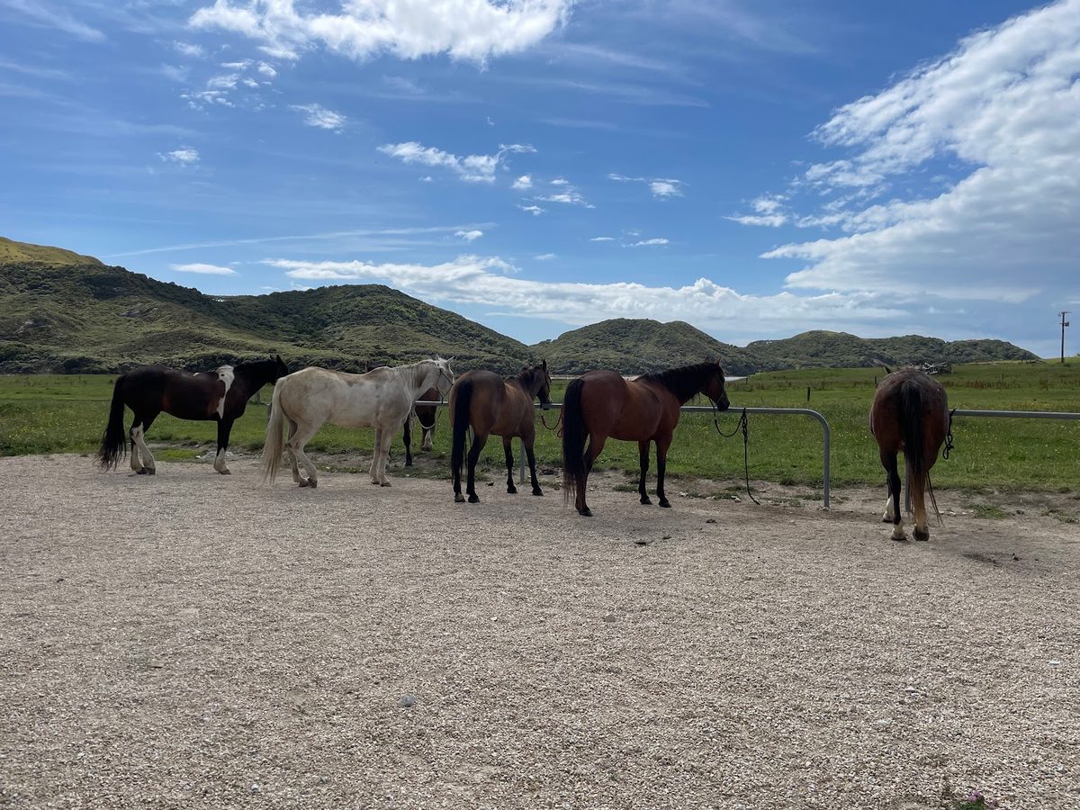Cape Farewell Horse Treks photo 1