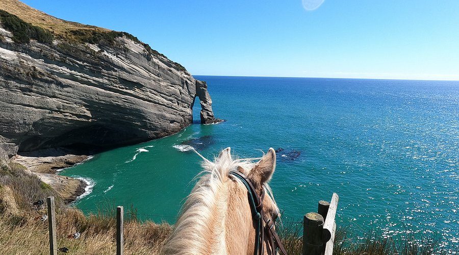Cape Farewell Horse Treks photo 3