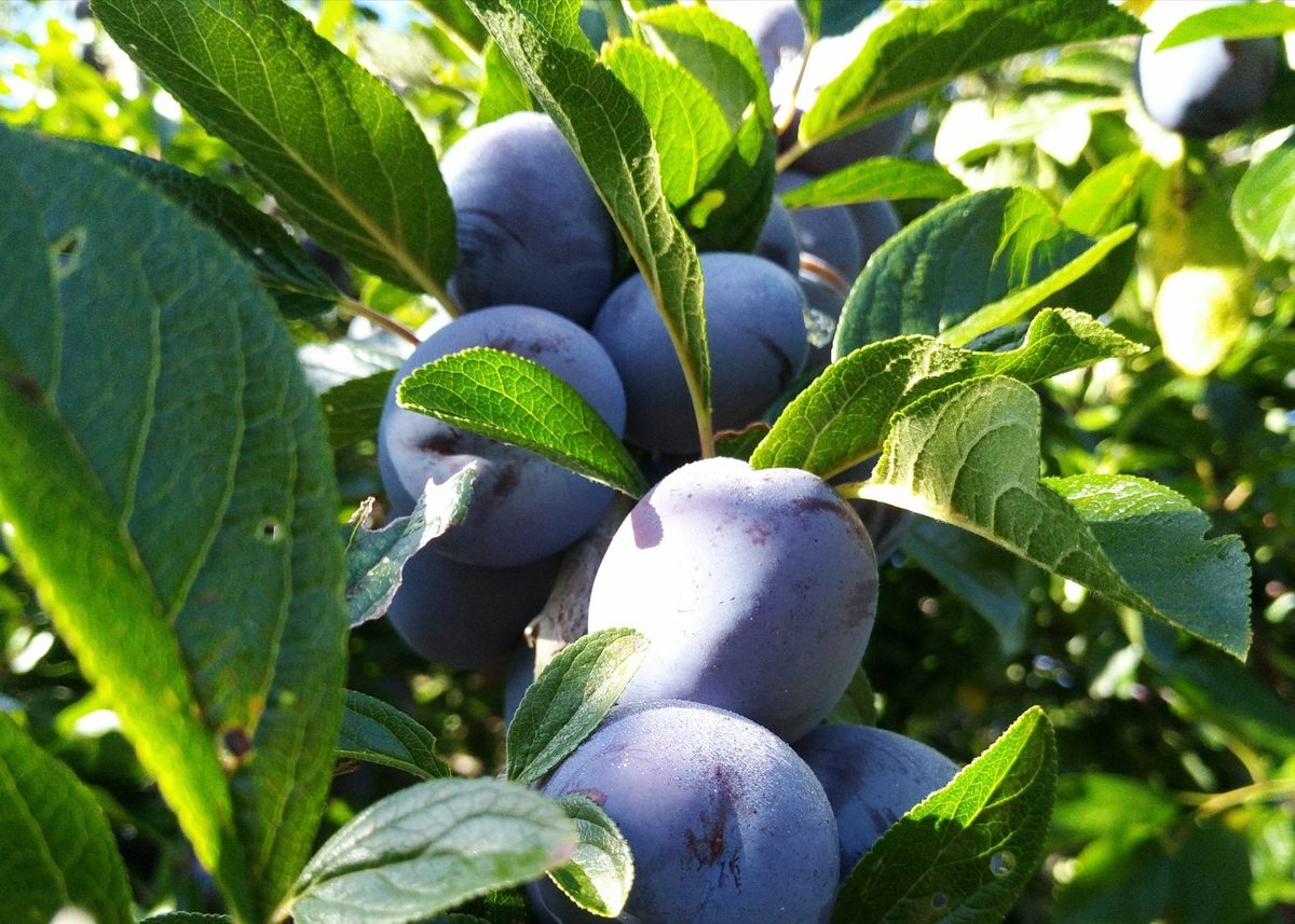 Cherry Homestead Ltd photo 2