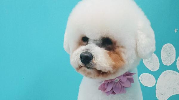 Dog Grooming By Kylee