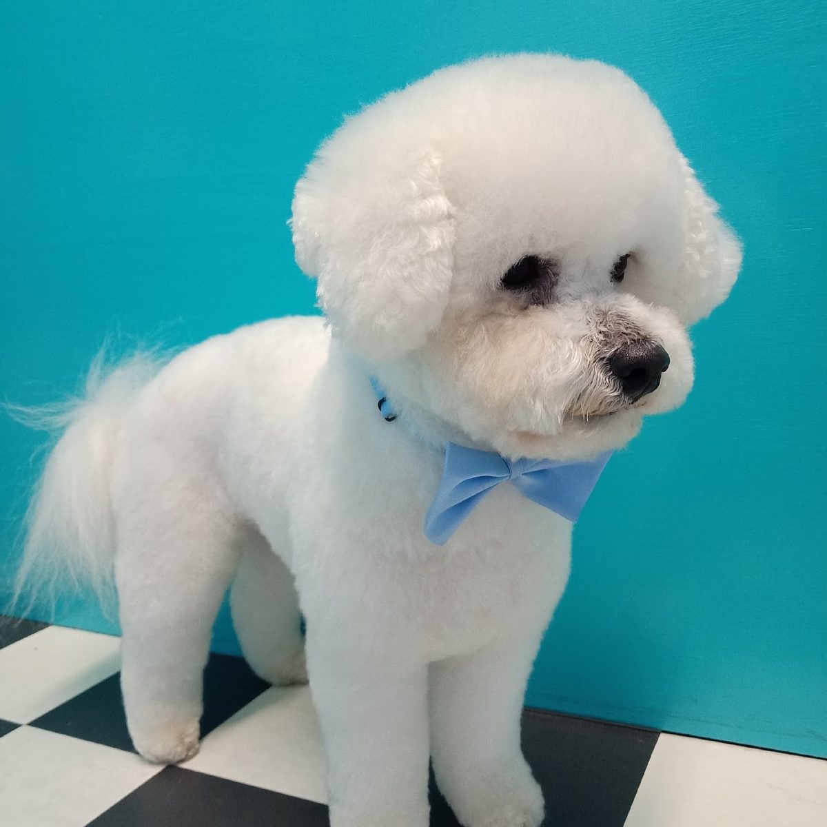 Dog Grooming By Kylee photo 2