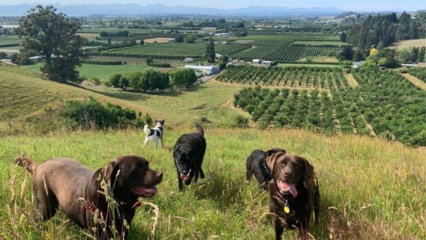 Dog walking