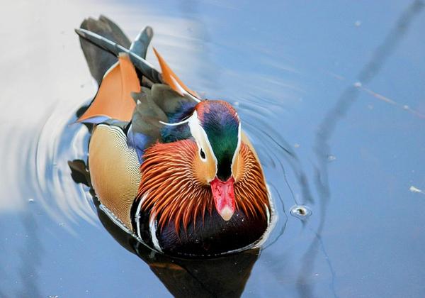Duck In