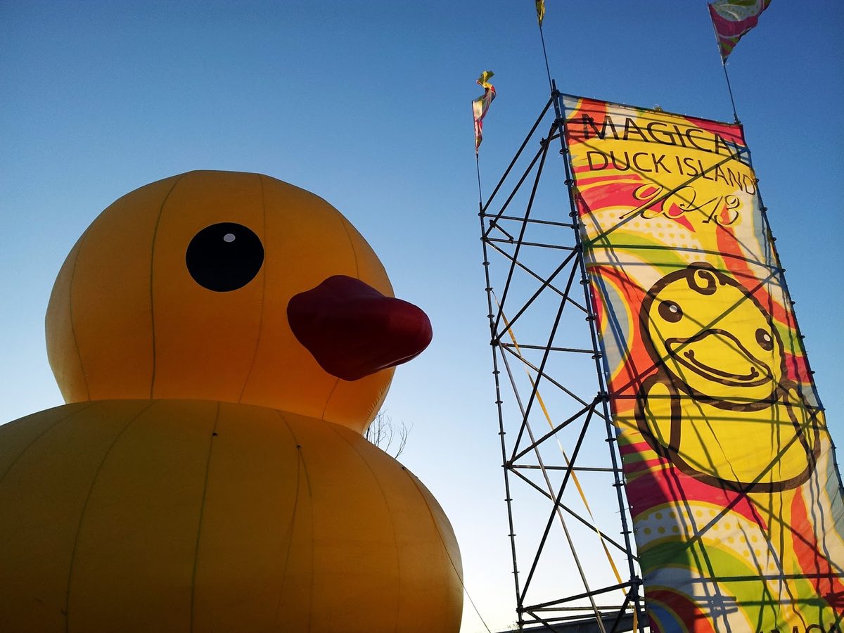 Duck In photo 2