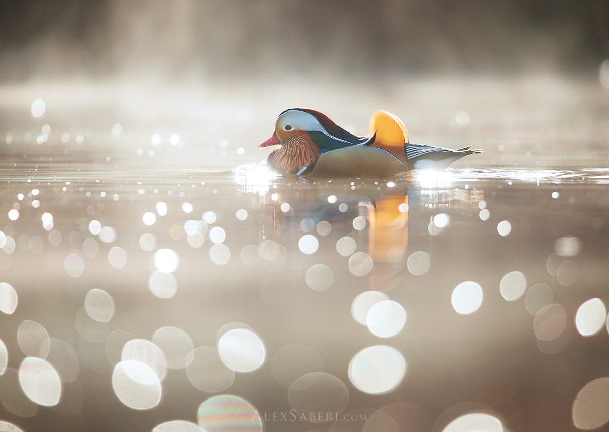 Duck In photo 3