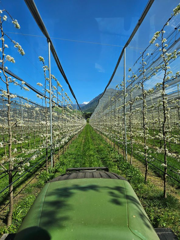 Echodale Marketing (Echodale Orchard) photo 3