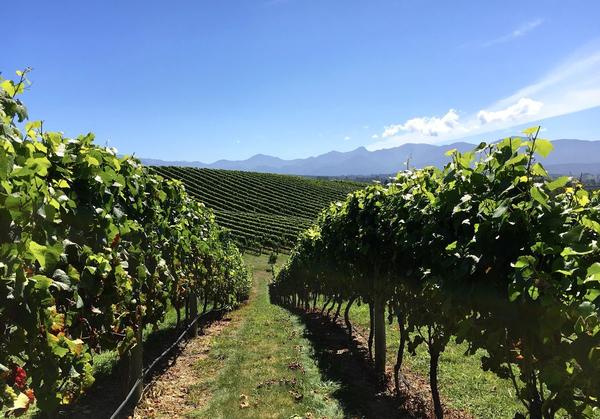 Flaxmore Vineyards