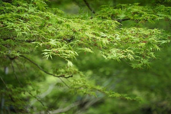Gecko Eco-Friendly Cleaning Services