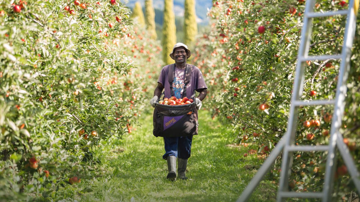 Golden Bay Fruit photo 1