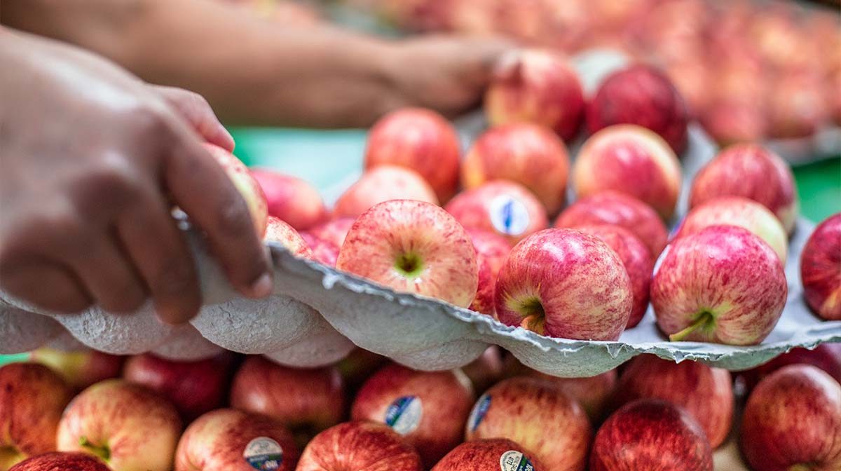 Golden Bay Fruit photo 3
