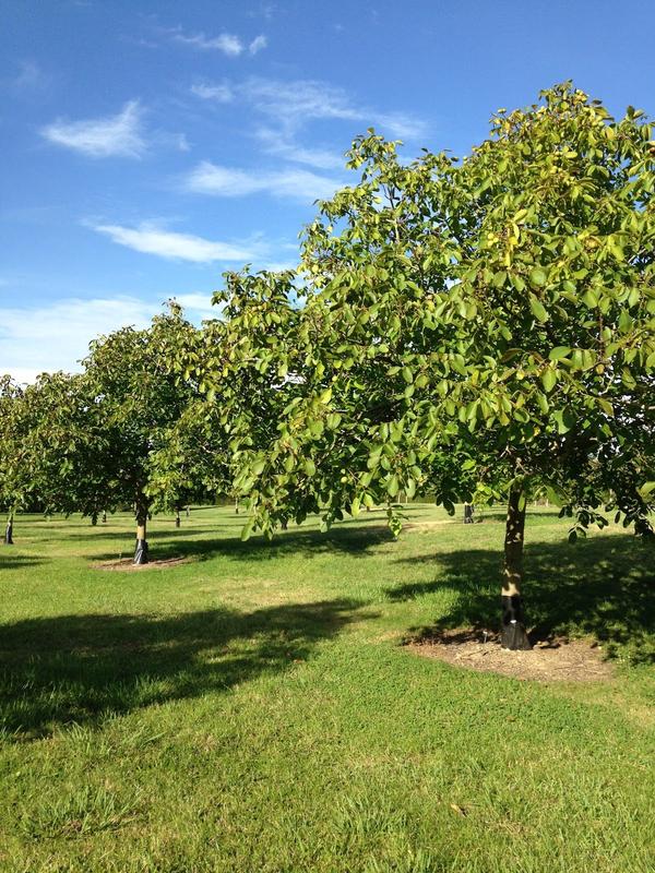 Golden Hills Walnuts