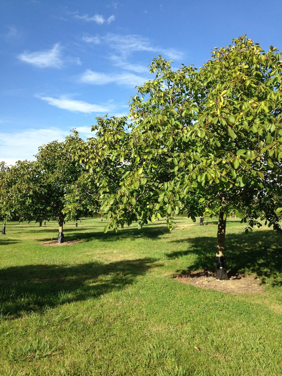 Golden Hills Walnuts photo 1
