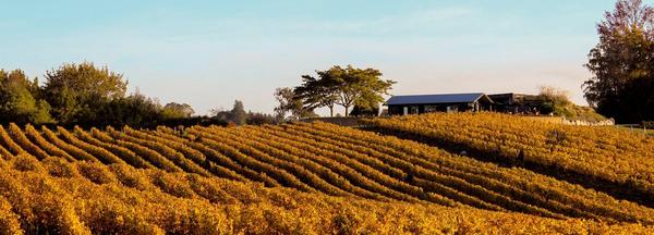 Gravity Cellars - Winery, Cellar Door & Art Gallery