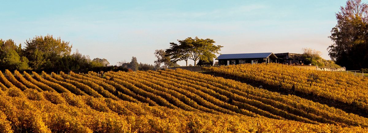Gravity Cellars - Winery, Cellar Door & Art Gallery photo 1