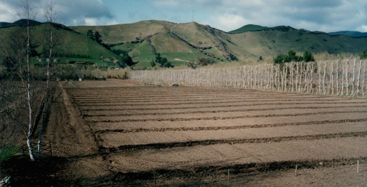 Greenhough Vineyard photo 1
