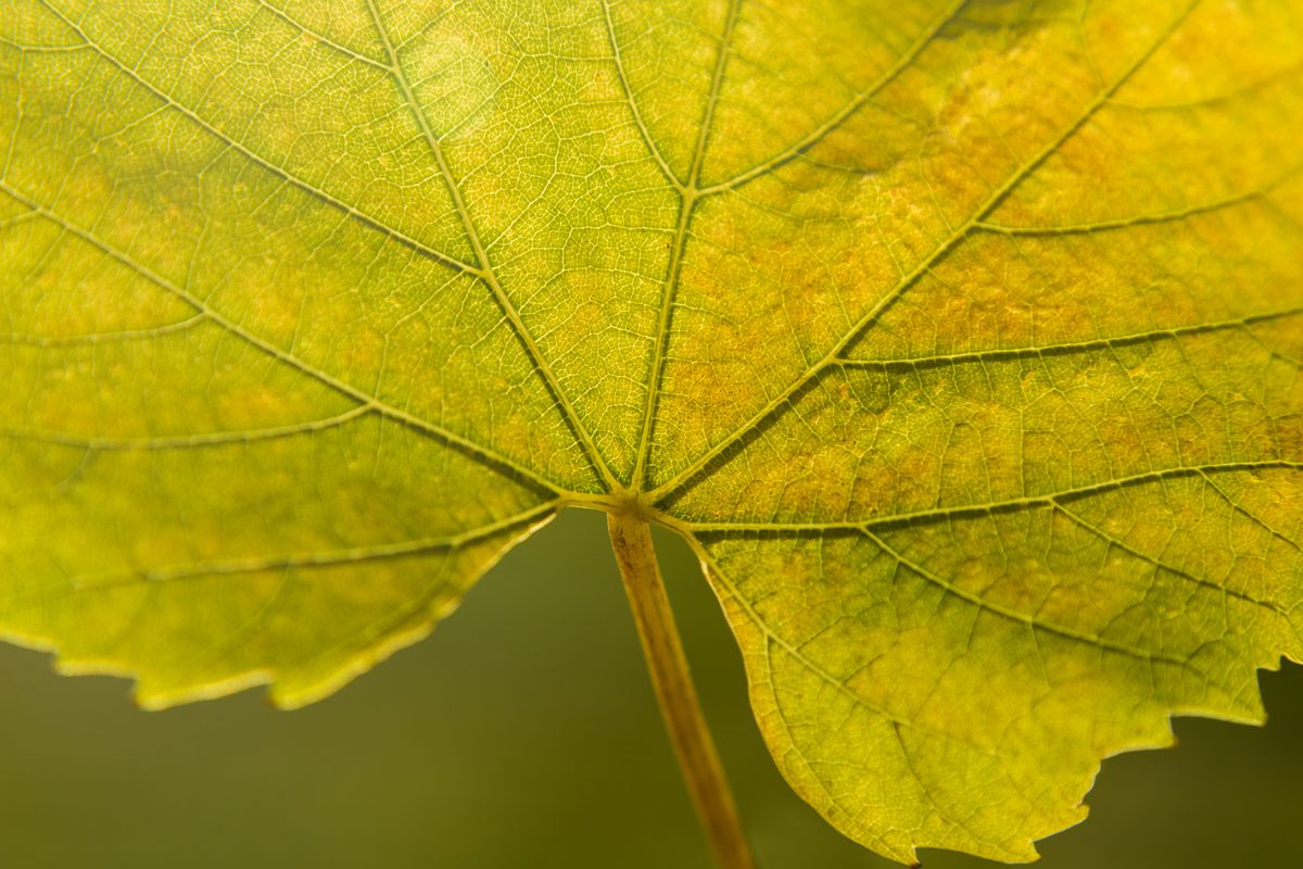 Greenhough Vineyard photo 2