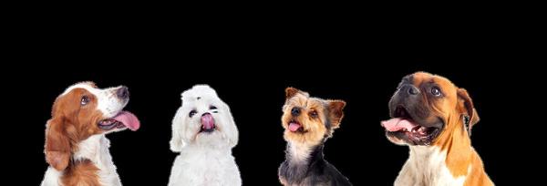 GroomShed Dog Grooming