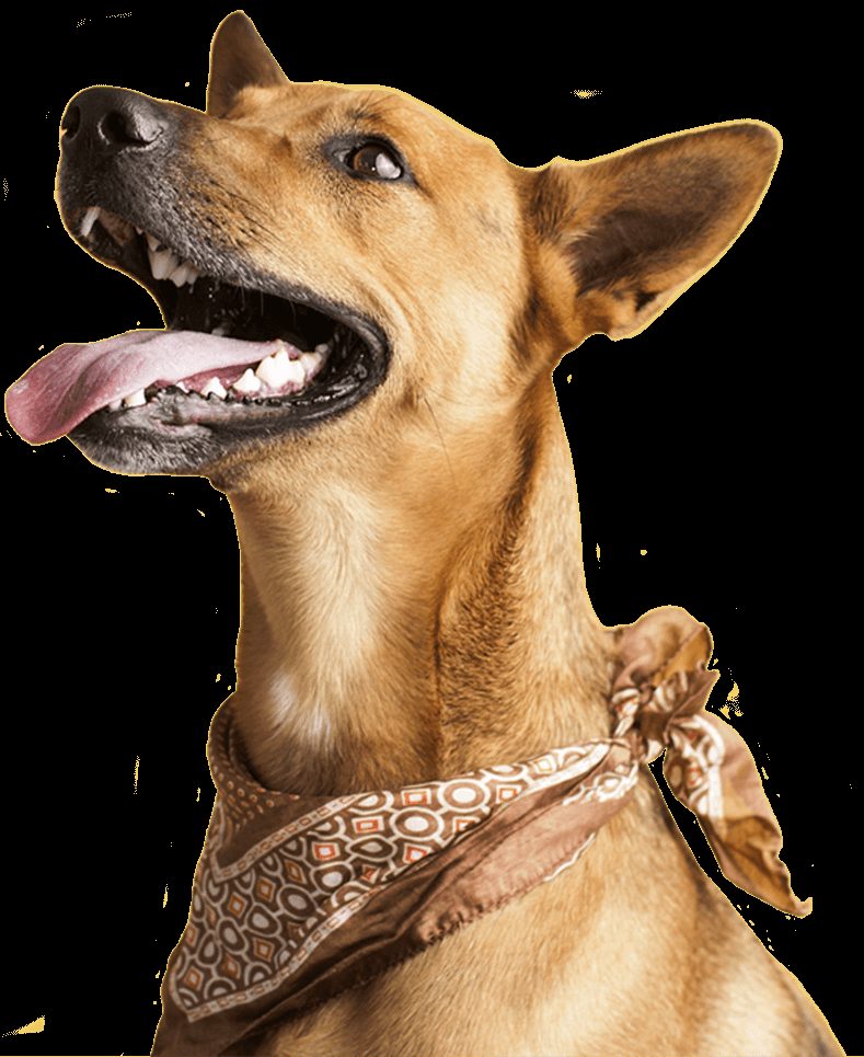 GroomShed Dog Grooming photo 2