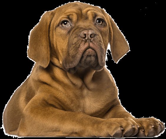 GroomShed Dog Grooming photo 3