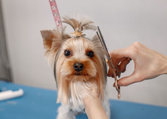 Heavenly Creatures Grooming photo 1