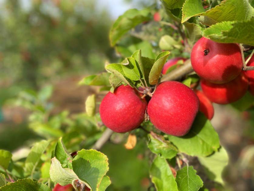 Heywood Orchard photo 1