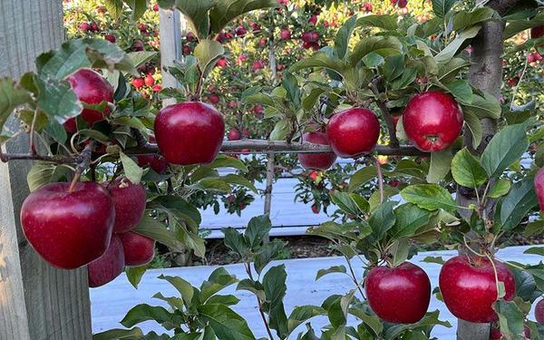 Hoddys Fruit Company