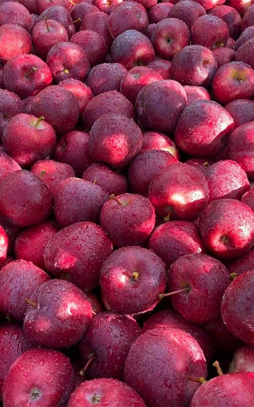 Hoddys Fruit Company photo 2
