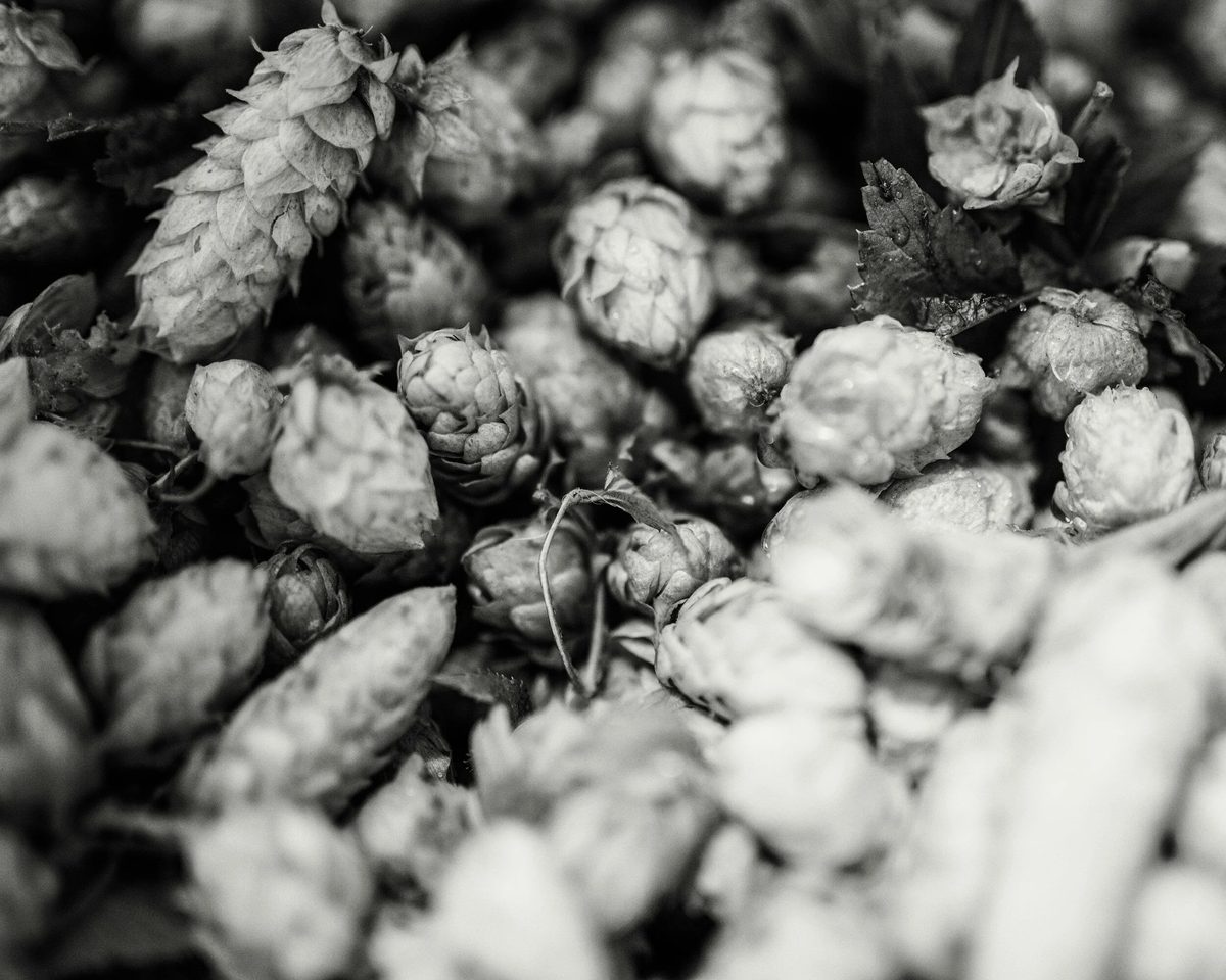 Hop Revolution photo 2