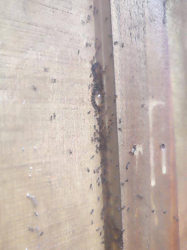 KC Pest Management