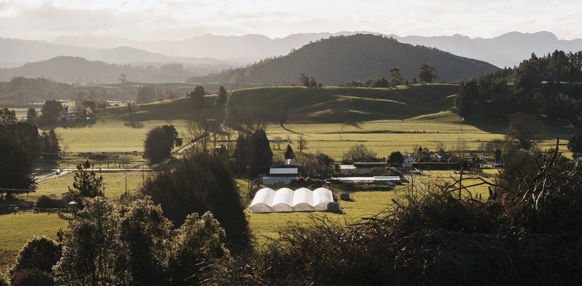 Kiwi Spirit Distillery photo 1