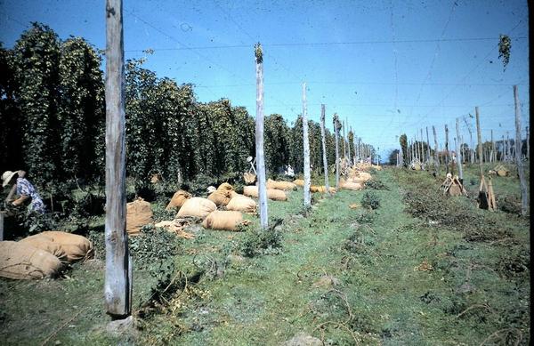 Mac Hops Ltd