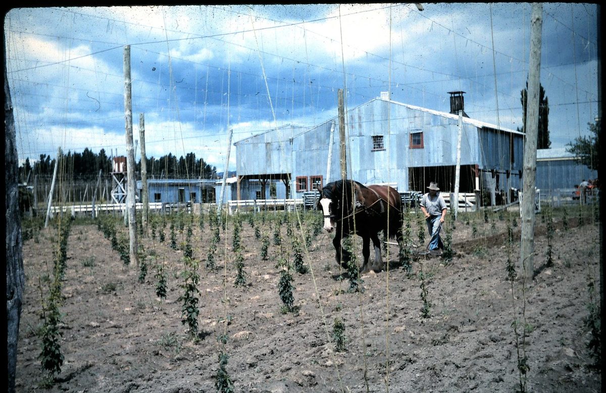 Mac Hops Ltd photo 2