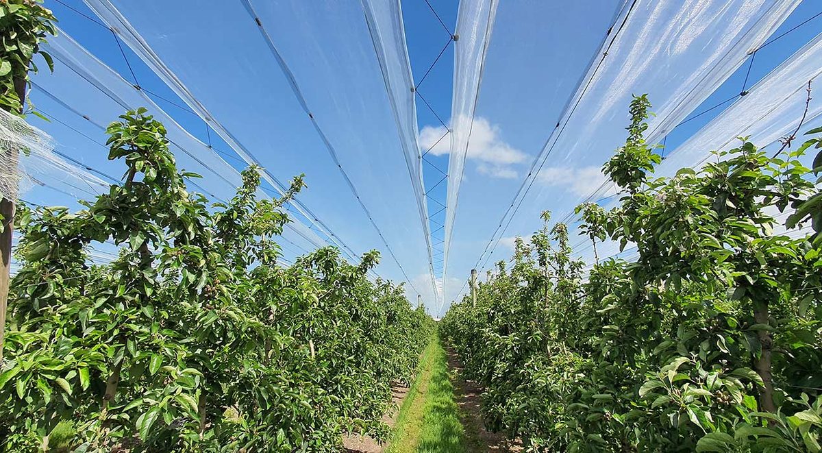 Mclean Orchard photo 3