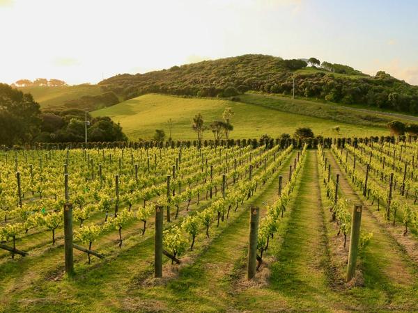 Moutere Hills Restaurant and Cellar Door