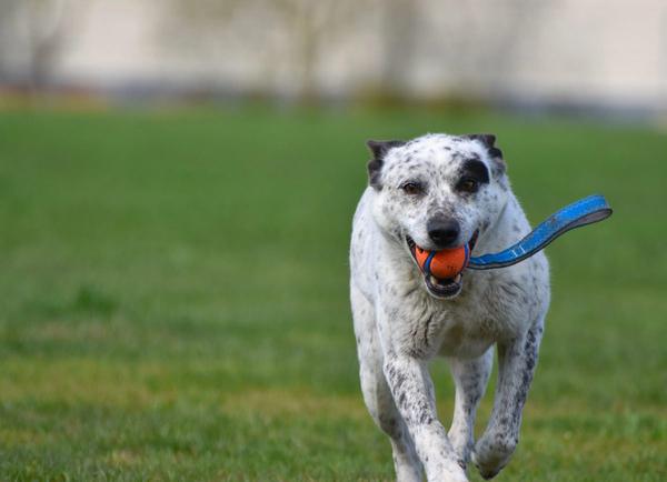 Nelson Dog Training Club