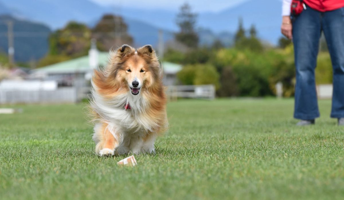 Nelson Dog Training Club photo 2
