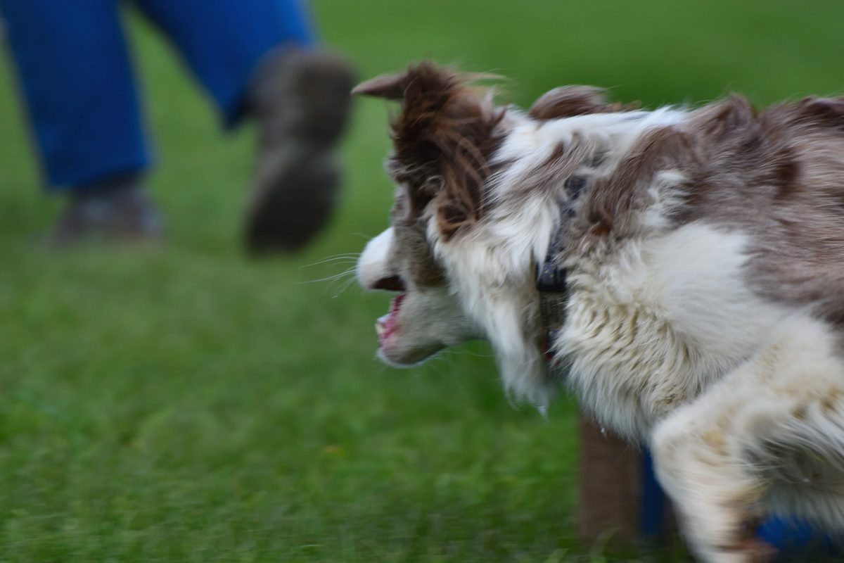 Nelson Dog Training Club photo 3