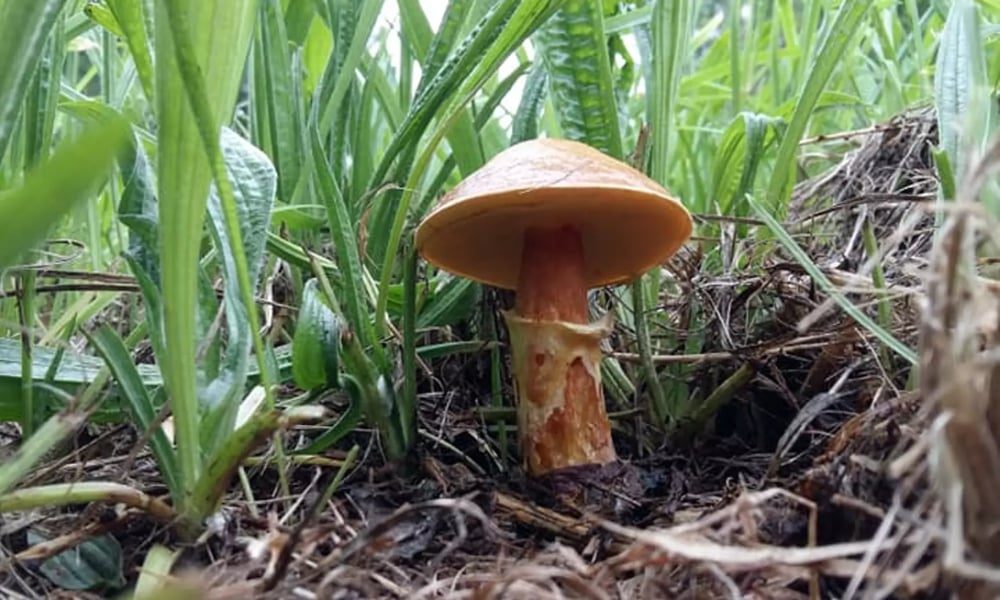 Neudorf Mushrooms photo 3