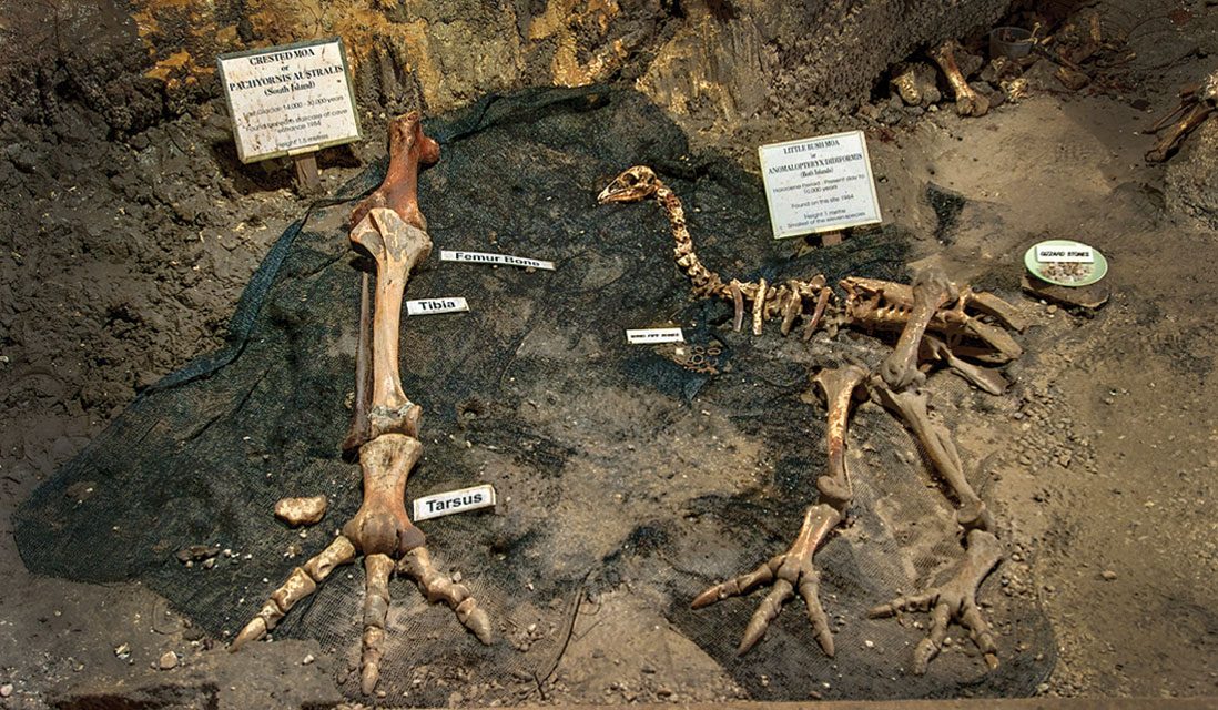 Ngarua Caves photo 3