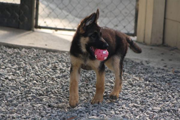 Pets Haven Boarding Kennels and Cattery