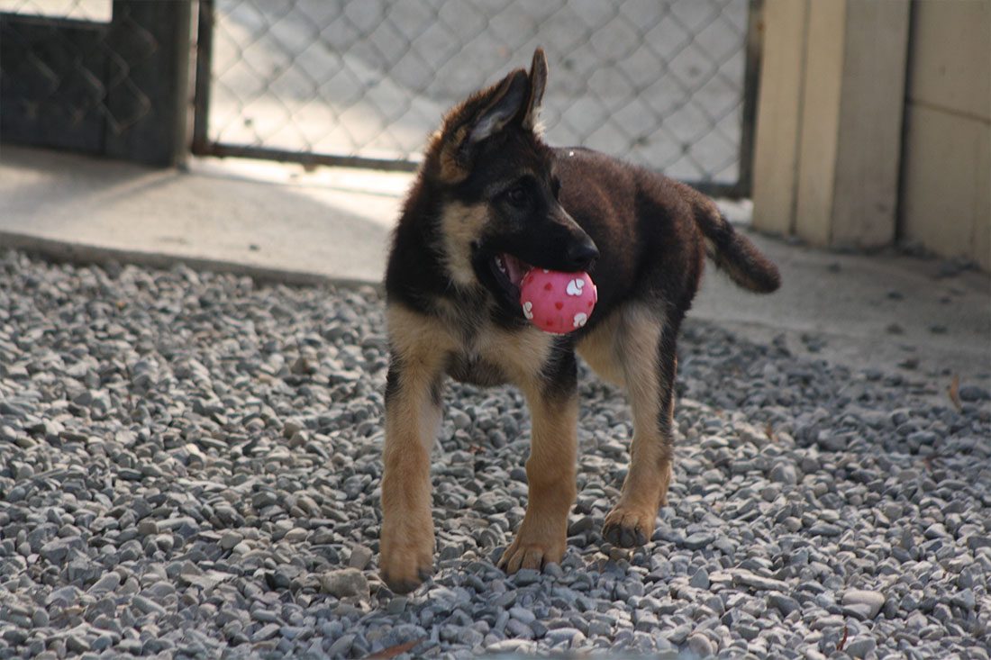 Pets Haven Boarding Kennels and Cattery photo 1