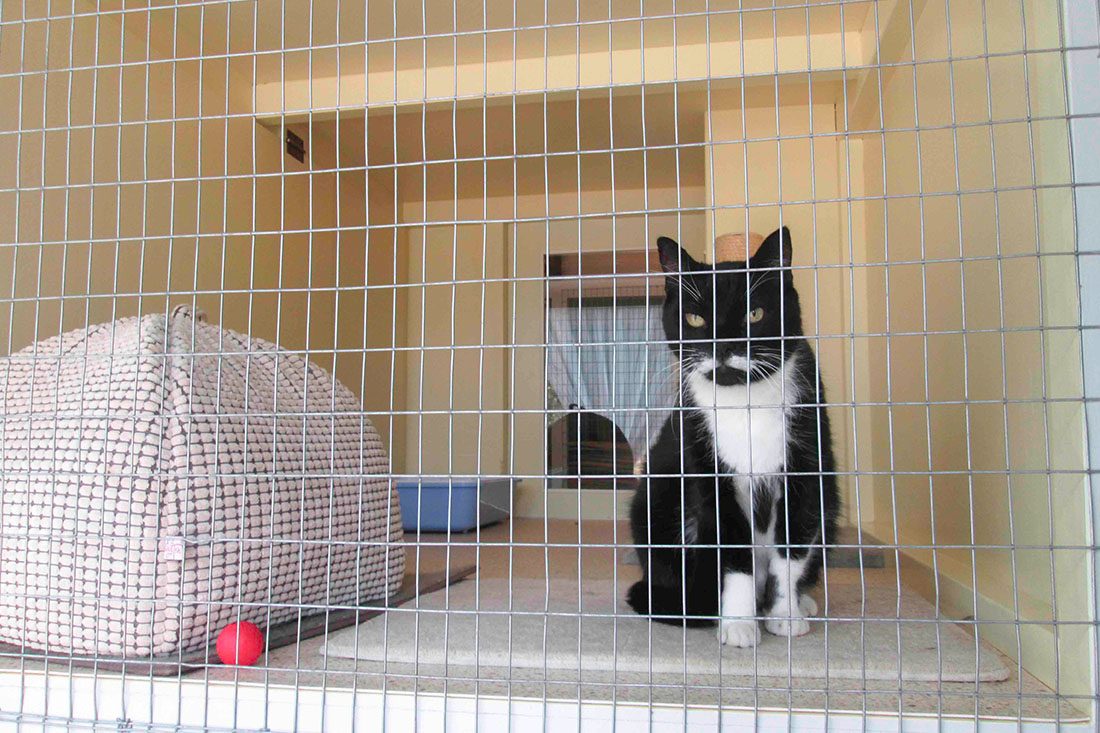 Pets Haven Boarding Kennels and Cattery photo 2