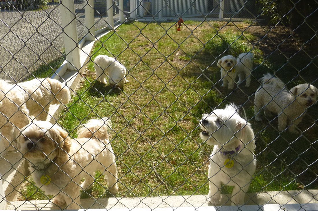 Pets Haven Boarding Kennels and Cattery photo 3