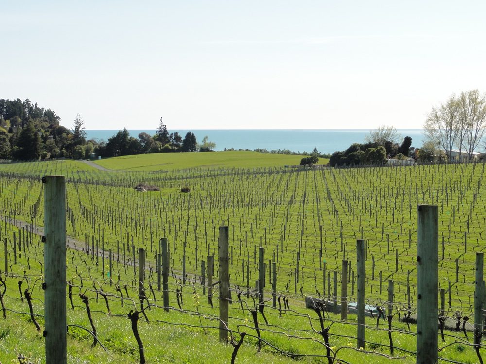 Pine Hill Lodge & Pine Hill Serenity Vineyard photo 2