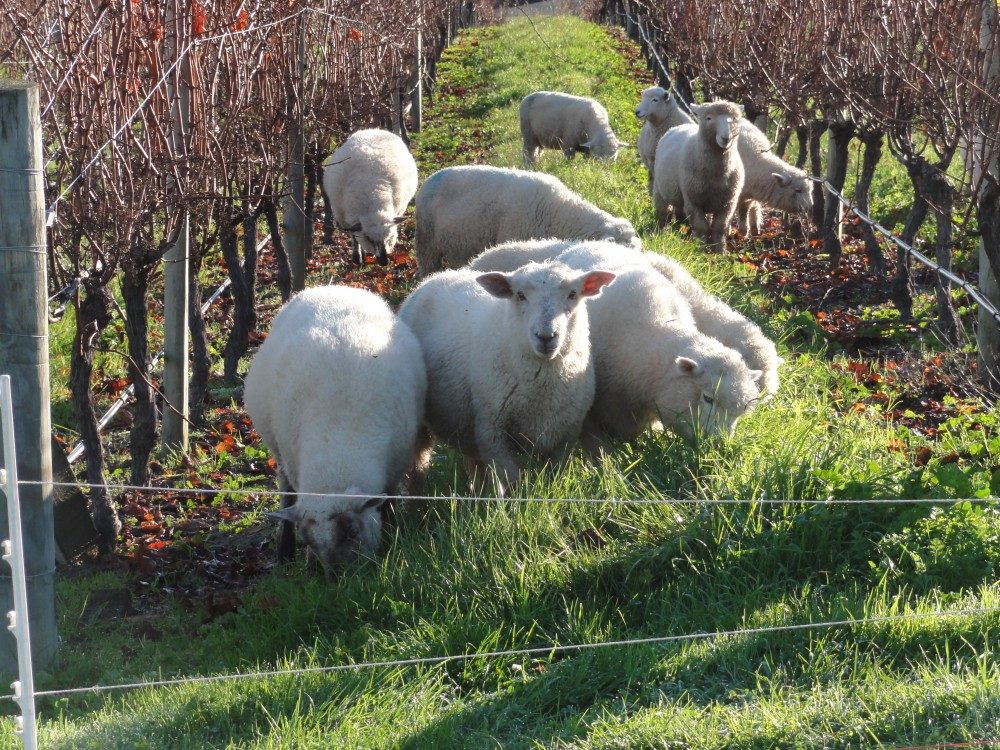 Pine Hill Lodge & Pine Hill Serenity Vineyard photo 3