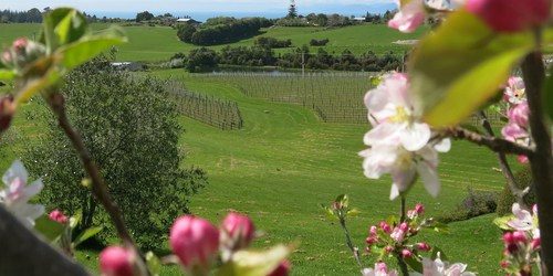 Ruby Bay Vineyard Lodge & Cottage photo 3